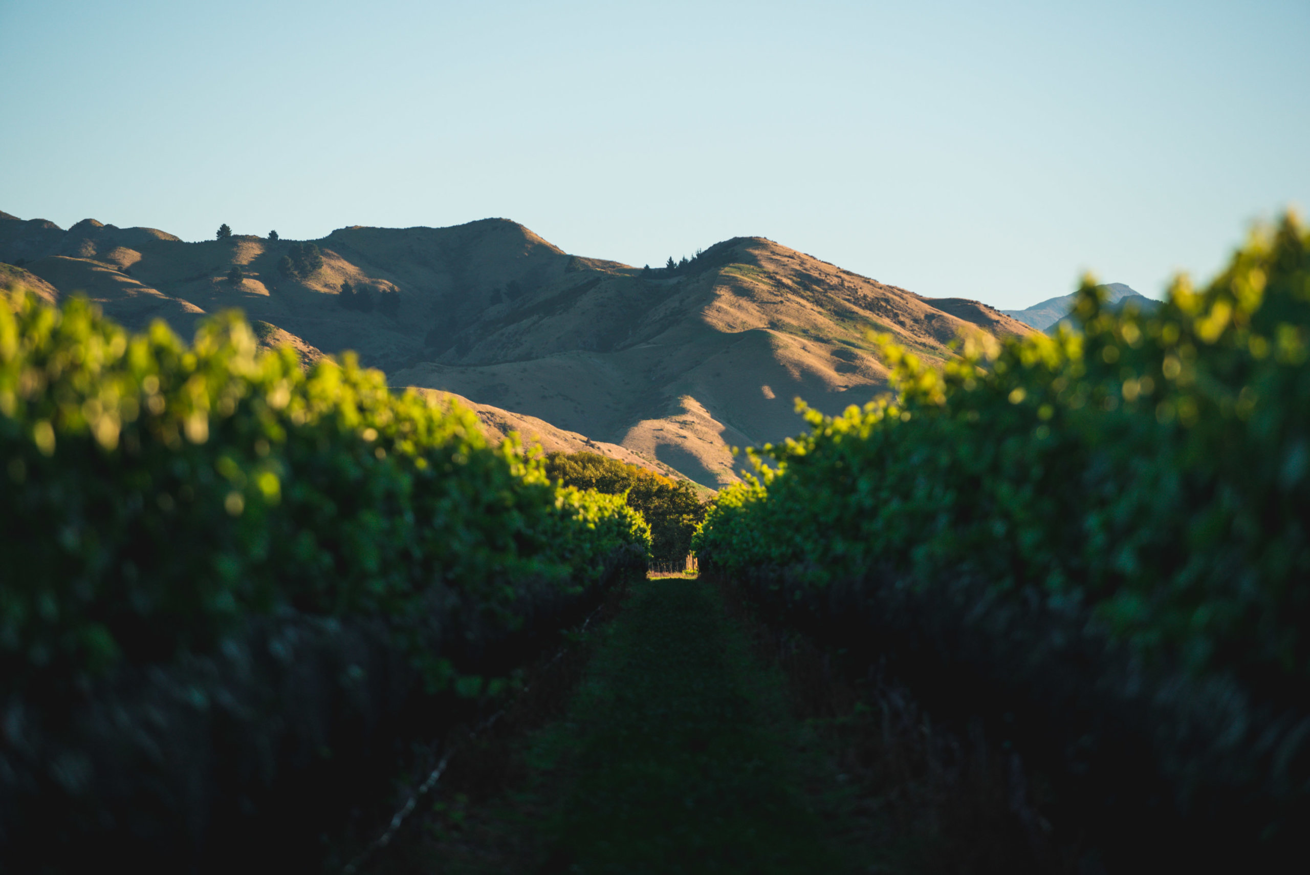 Shop - Lake Chalice Wines